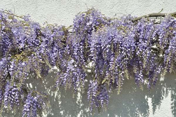 墙上的紫藤 — 图库照片