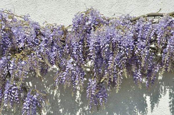 Wisteria na ścianie — Zdjęcie stockowe