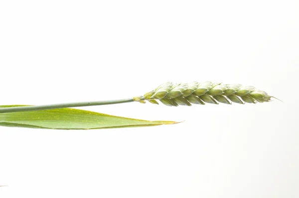 Wheat — Stock Photo, Image