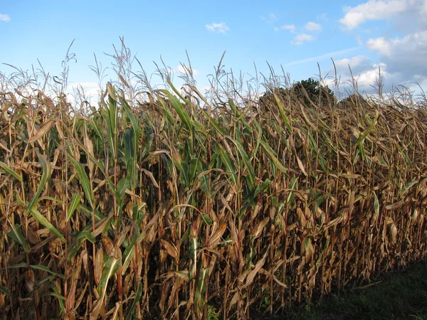 Ripe corn — Stock Photo, Image