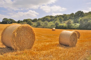  Hasat edilen tarlalarda saman balyaları 