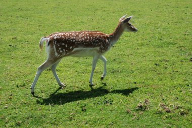 Fallow geyiği (Dama dama)