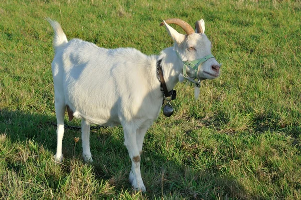 Cabra no campo — Fotografia de Stock