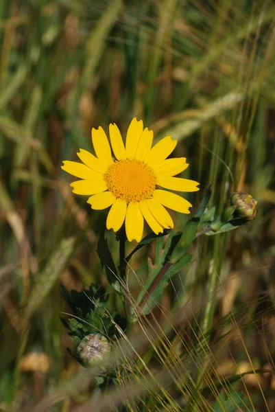 Margarita de oro en un campo — Foto de Stock