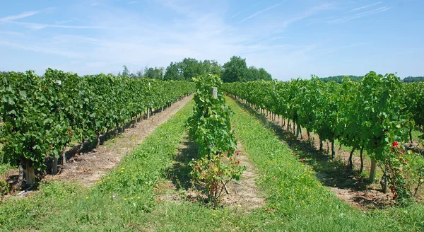 Wijngaard in Frankrijk — Stockfoto