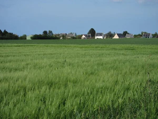 Žitné pole — Stock fotografie