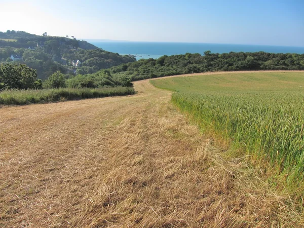 Campo de trigo — Foto de Stock