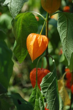 Physalis