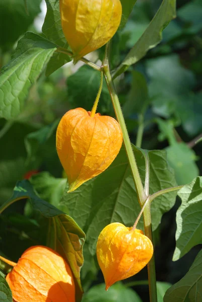 Physalis — Stock fotografie