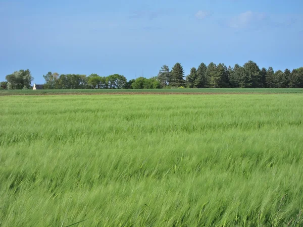 Campo de centeno —  Fotos de Stock