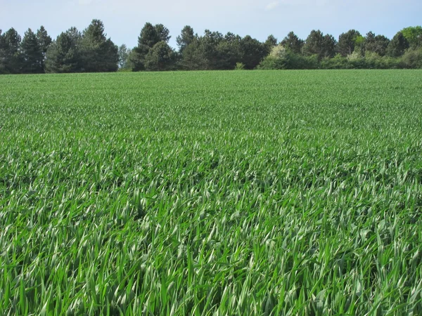 Campo di grano — Foto Stock