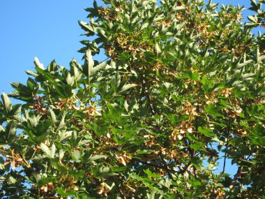 Akçaağaç yaprağı