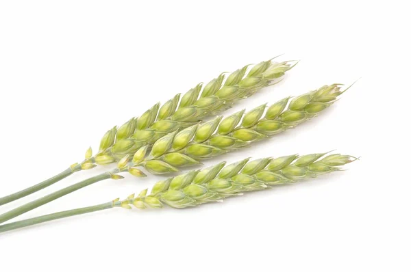 Wheat — Stock Photo, Image