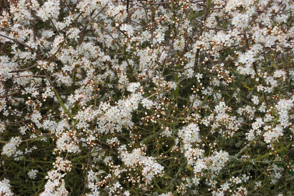 Branches de fleur d'épine noire blanche — Photo