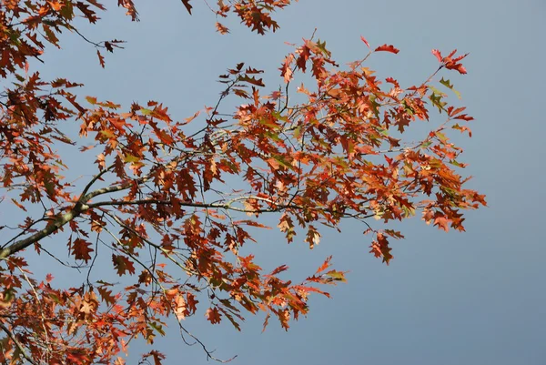 Albero nei colori dell'autunno — Foto Stock