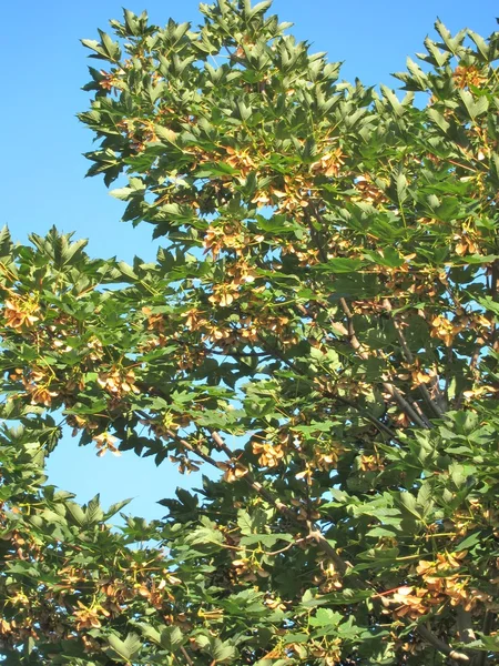 Maple tree foliage — Stock Photo, Image