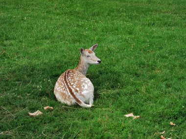 Fallow geyiği (Dama dama)