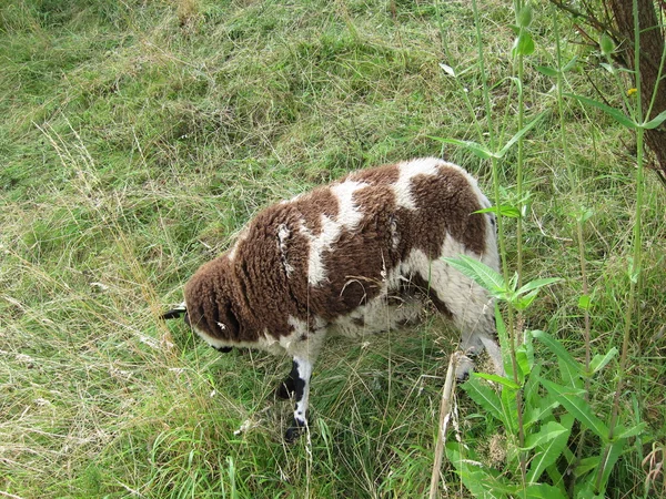 Sheep grazing — Stock Photo, Image