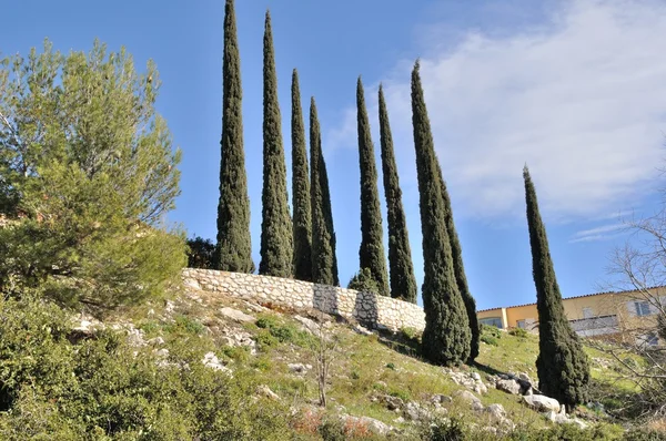 Cyprès sur une colline en Provence — Photo