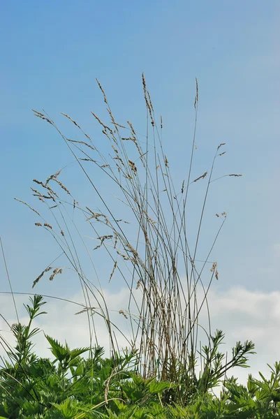 Dry grasses — Stock Photo, Image