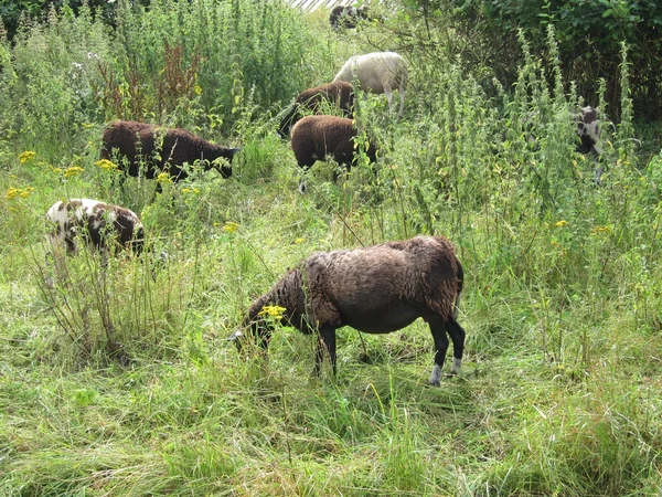 Grazende schapen — Stockfoto