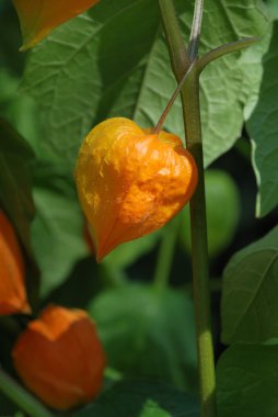 Physalis