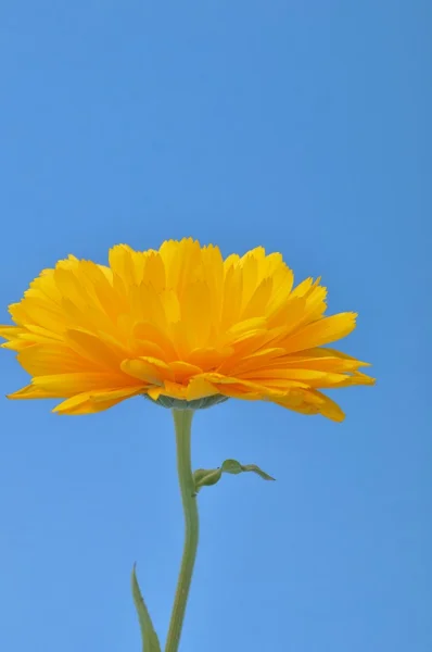 Calêndula officinalis — Fotografia de Stock