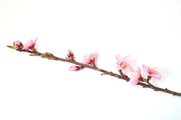 Peach Blossom — Stock Photo, Image