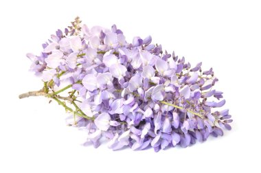 Wisteria 