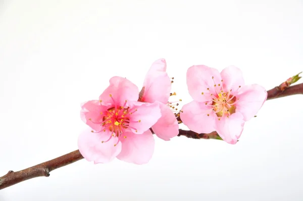 Flor de pêssego — Fotografia de Stock