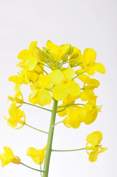 Flower of rape — Stock Photo, Image