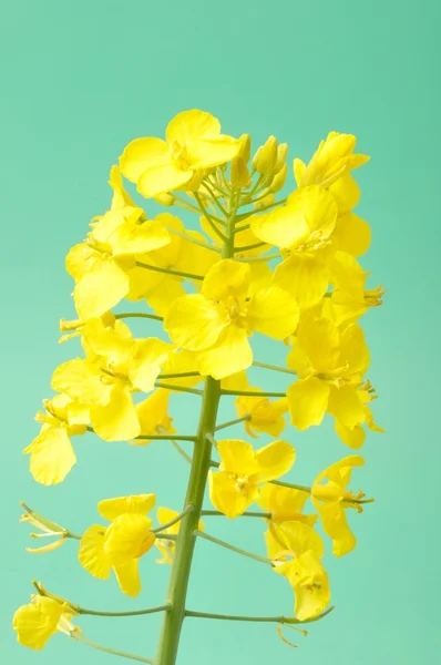 Flor de colza — Fotografia de Stock