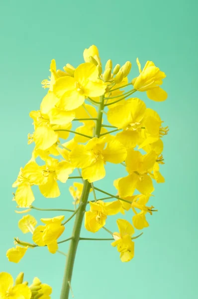 Květ řepky — Stock fotografie