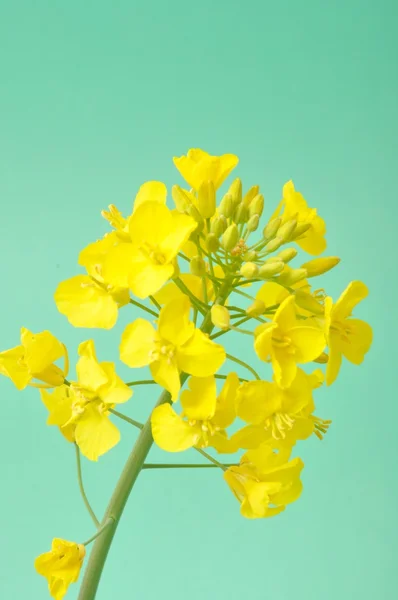 Flor de violación — Foto de Stock