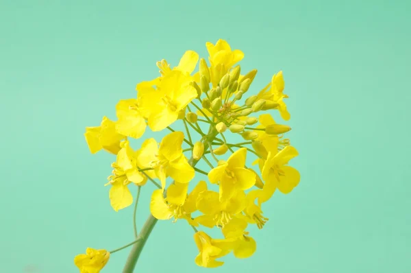 Květ řepky — Stock fotografie