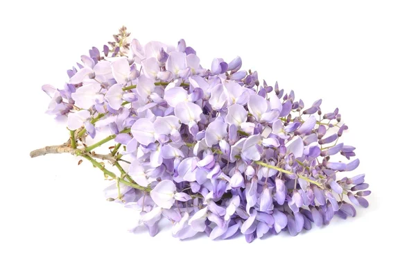 Wisteria — Stock Photo, Image