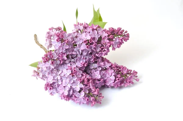 Lilac blossoms — Stock Photo, Image