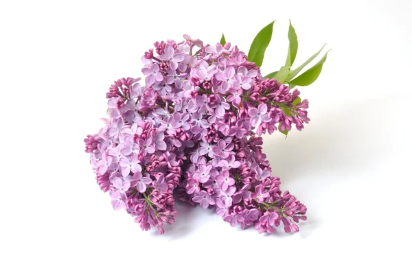 Lilac blossoms — Stock Photo, Image