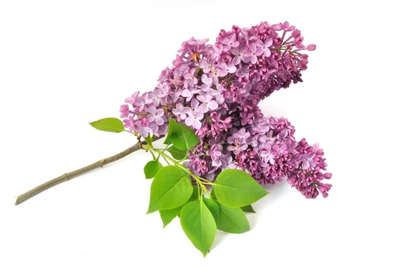 Lilac blossoms — Stock Photo, Image