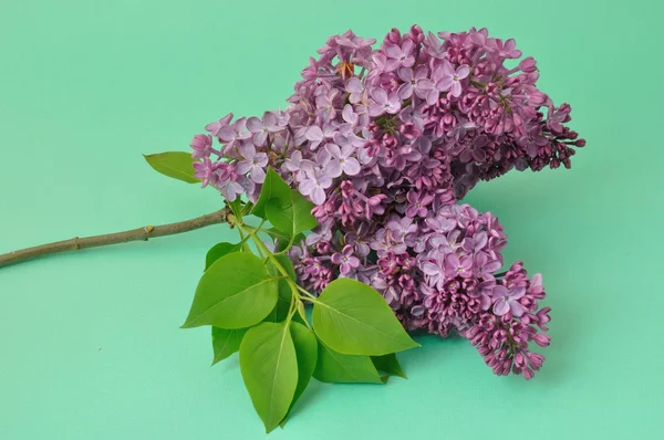 Lilac blossoms — Stock Photo, Image