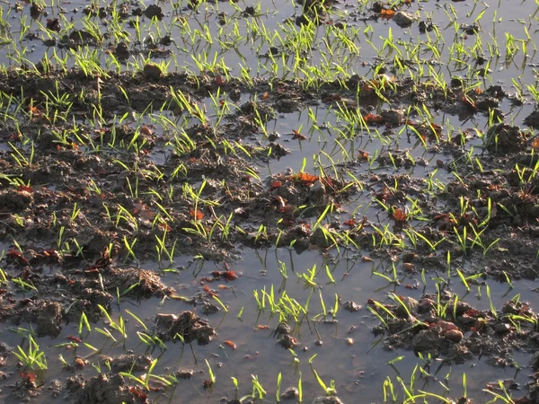 Campo de trigo inundado — Fotografia de Stock