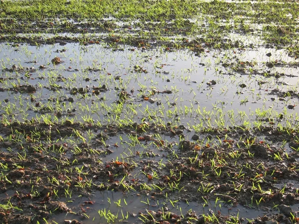 Campo de trigo inundado — Fotografia de Stock