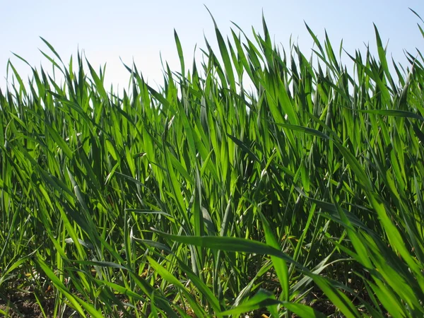 stock image Wheat Field