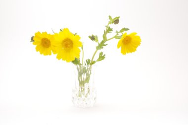 mavi zemin üzerine altın papatya