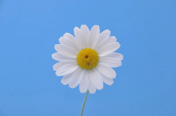 Weiße Gänseblümchen auf blauem Hintergrund — Stockfoto