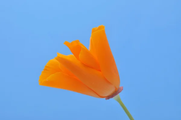 Eschscholzia — Fotografia de Stock