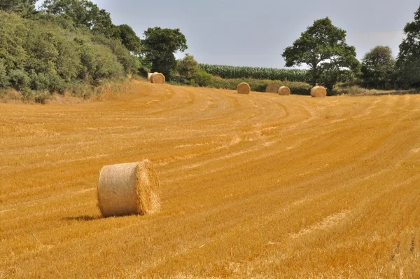 Pacas redondas de paja en campos cosechados — Foto de Stock