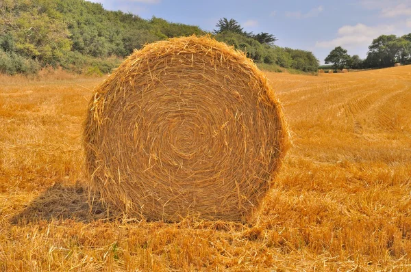 Runda halmbalar på avverkade fält — Stockfoto