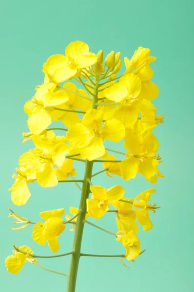 Flor de colza — Fotografia de Stock