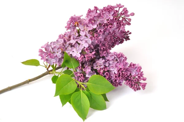 Lilac blossoms — Stock Photo, Image